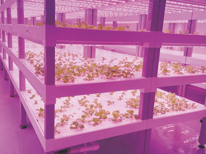 在物美植物工廠里，通過LED燈的照射，蔬菜散發(fā)勃勃生機(jī)。受訪者供圖
